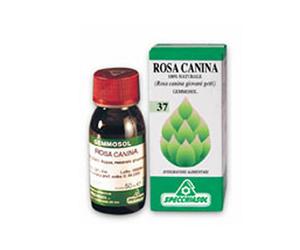 Rosa Canina 1 DH Gemme 50ml
