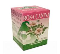 Rosa Canina