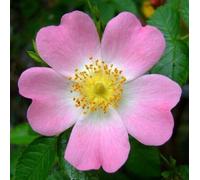 Rosa canina rosa selvatica da siepe h 40/60 cm - pianta rustica con fiori e bacche decorative - ideale per giardino Vivaio di Castelletto