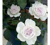 Rosa chinensis, balcone Vecchie varietà resistenti giardino raro 450semi