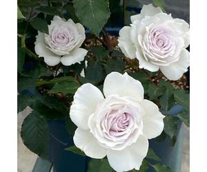 Rosa chinensis, balcone Vecchie varietà resistenti giardino raro 450semi