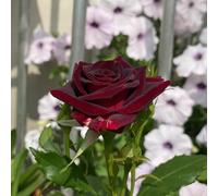 Rosa chinensis, esotiche giardino Vecchie varietà resistenti 55semi
