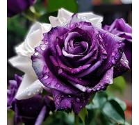 Rosa da esterno/Rosa perenne/Profumata, fiorisce tutto l'anno/Perenne resistente-1 ROOT-A