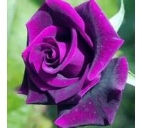 Rosa da esterno/Rosa perenne/Profumata, fiorisce tutto l'anno/Perenne resistente-1 ROOT-I