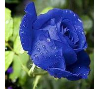 Rosa da esterno/Rosa perenne/Profumata, fiorisce tutto l'anno/Perenne resistente-3 ROOT-E