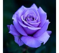 Rosa da esterno/Rosa perenne/Profumata, fiorisce tutto l'anno/Perenne resistente-3 ROOT-H