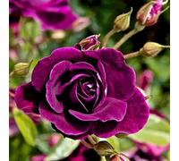 Rosa da esterno/Rosa perenne/Profumata, fiorisce tutto l'anno/Perenne resistente-3 ROOT-J