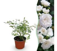 Rosa da giardino - Rosa White Fairy - Rosa - Difficile - Bianca - 20-30cm - Ø12cm - Pianta da giardino