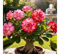 Rosa del deserto a crescita rapida/Tuberi di rosa del deserto rari/resistenti/Perenni resistenti/Bellissima decorazione-1 Rizoma-A