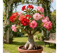 Rosa del deserto a crescita rapida/Tuberi di rosa del deserto rari/resistenti/Perenni resistenti/Bellissima decorazione-5 Rizoma-G