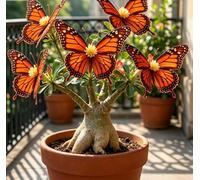 Rosa del Deserto a Forma di Farfalla | Rari Colori Sfumati | Resistente alla Siccità e di Facile Cura | Fiorisce Tutto l'Anno | Ideale per l'Arredamento d'Interni-5 unità-F