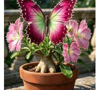 Rosa del Deserto a Forma di Farfalla | Rari Colori Sfumati | Resistente alla Siccità e di Facile Cura | Fiorisce Tutto l'Anno | Ideale per l'Arredamento d'Interni-5 unità-C