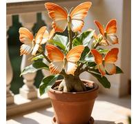 Rosa del Deserto a Forma di Farfalla | Rari Colori Sfumati | Resistente alla Siccità e di Facile Cura | Fiorisce Tutto l'Anno | Ideale per l'Arredamento d'Interni-4 unità-G