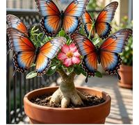 Rosa del Deserto a Forma di Farfalla | Rari Colori Sfumati | Resistente alla Siccità e di Facile Cura | Fiorisce Tutto l'Anno | Ideale per l'Arredamento d'Interni-5 unità-J