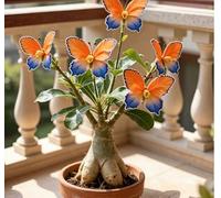 Rosa del Deserto a Forma di Farfalla | Rari Colori Sfumati | Resistente alla Siccità e di Facile Cura | Fiorisce Tutto l'Anno | Ideale per l'Arredamento d'Interni-5 unità-D