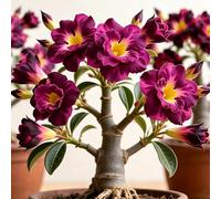 Rosa del deserto Adenium obesum - giardino balcone giardini 2Rhizome