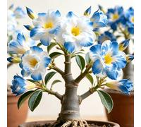 Rosa del deserto Adenium obesum - precoce ufficio 3Rhizome