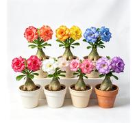 Rosa del deserto balcone 2bulbi