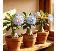Rosa del deserto - balcone estivi giardino precoce ufficio 1bulbi