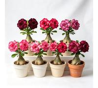 Rosa del deserto balcone estivi ufficio 2bulbi
