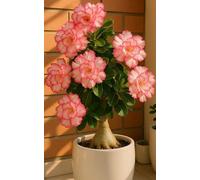Rosa del deserto - Basso fabbisogno idrico - Elevato tasso di sopravvivenza - Robusta-2Rizoma-B