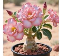 Rosa del deserto - Basso fabbisogno idrico - Elevato tasso di sopravvivenza - Robusta-5Rizoma-A