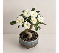 Rosa del deserto bonsai/adenium obesum-Adatto per decorare il tuo giardino/Colore Vivido-B-5 Rhizome