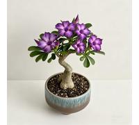 Rosa del deserto bonsai/adenium obesum-Adatto per decorare il tuo giardino/Colore Vivido-D-4 Rhizome