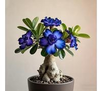 Rosa del deserto bonsai/adenium obesum-Adatto per decorare il tuo giardino/Colore Vivido-E-5 Rhizome