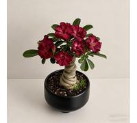 Rosa del deserto bonsai/adenium obesum-Adatto per decorare il tuo giardino/Colore Vivido-F-3 Rhizome
