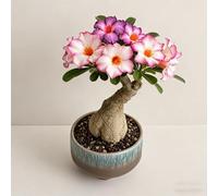 Rosa del deserto bonsai/adenium obesum-Adatto per decorare il tuo giardino/Colore Vivido-G-4 Rhizome