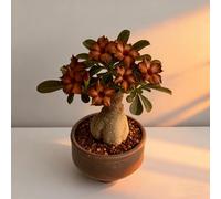 Rosa del deserto bonsai/adenium obesum-Colore Vivido/Adatto per decorare il tuo giardino-E-2 Rhizome