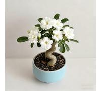 Rosa del deserto bonsai/adenium obesum-Colore Vivido/Adatto per decorare il tuo giardino-F-5 Rhizome