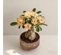 Rosa del deserto bonsai/adenium obesum-Colore Vivido/Adatto per decorare il tuo giardino-G-5 Rhizome