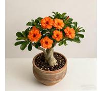 Rosa del deserto bonsai/adenium obesum-Decorazione per Casa e Giardino/Facile da coltivare e richiede poca manutenzione-B-5 Rhizome