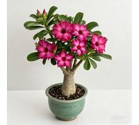 Rosa del deserto bonsai/adenium obesum-Decorazione per Casa e Giardino/per Ogni Spazio/Resistente e Facile da Curare/Colore Vivido-H-1 Rhizome