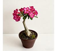 Rosa del deserto bonsai/adenium obesum-Decorazione per Casa e Giardino/per Ogni Spazio/Resistente e Facile da Curare/Colore Vivido-E-5 Rhizome