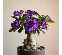 Rosa del deserto bonsai/adenium obesum-Decorazione per Casa e Giardino/per Ogni Spazio/Resistente e Facile da Curare/Colore Vivido-G-5 Rhizome