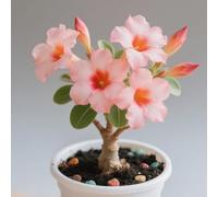Rosa del deserto bonsai/adenium obesum-Decorazione per Casa e Giardino/per Ogni Spazio/Resistente e Facile da Curare/Colore Vivido-B-5 Rhizome