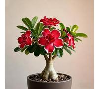 Rosa del deserto bonsai/adenium obesum-e abbellire l'ambiente/Colore Vivido/Adatto per decorare il tuo giardino-H-4 Rhizome
