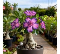 Rosa del deserto bonsai/adenium obesum-e abbellire l'ambiente/Colore Vivido/Adatto per decorare il tuo giardino-D-3 Rhizome