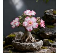 Rosa del deserto bonsai/adenium obesum-e abbellire l'ambiente/Colore Vivido/Adatto per decorare il tuo giardino-G-5 Rhizome