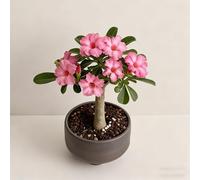 Rosa del deserto bonsai/adenium obesum-e abbellire l'ambiente/Colore Vivido/Adatto per decorare il tuo giardino-E-4 Rhizome