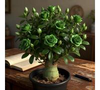 Rosa del deserto bonsai/adenium obesum-e abbellire l'ambiente/Colore Vivido/Adatto per decorare il tuo giardino-A-1 Rhizome