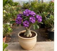 Rosa del deserto bonsai/adenium obesum-Per Ogni Spazio/Resistente e Facile da Curare/Colore Vivido/Decorazione per Casa e Giardino-E-4 Rhizome