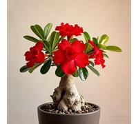 Rosa del deserto bonsai/adenium obesum-Resistente e Facile da Curare/Colore Vivido/Decorazione per Casa e Giardino/Per Ogni Spazio-F-4 Rhizome