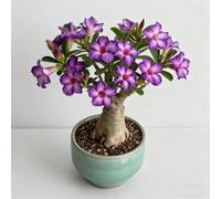 Rosa del deserto bonsai/adenium obesum-Resistente e Facile da Curare/Colore Vivido/Decorazione per Casa e Giardino/Per Ogni Spazio-B-5 Rhizome