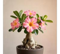 Rosa del deserto bonsai/adenium obesum-Resistente e Facile da Curare/Colore Vivido/Decorazione per Casa e Giardino/Per Ogni Spazio-E-4 Rhizome