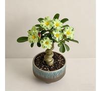 Rosa del deserto bonsai/Rosa del deserto/adenium obesum-resistente all'inverno/Resistente e Facile da Curare-G-4 Rhizome