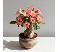 Rosa del deserto bonsai/Rosa del deserto/adenium obesum-resistente all'inverno/Resistente e Facile da Curare-E-2 Rhizome